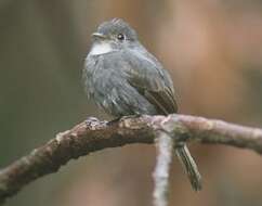 Image of White-throated Pewee