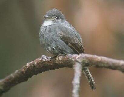 Image of White-throated Pewee