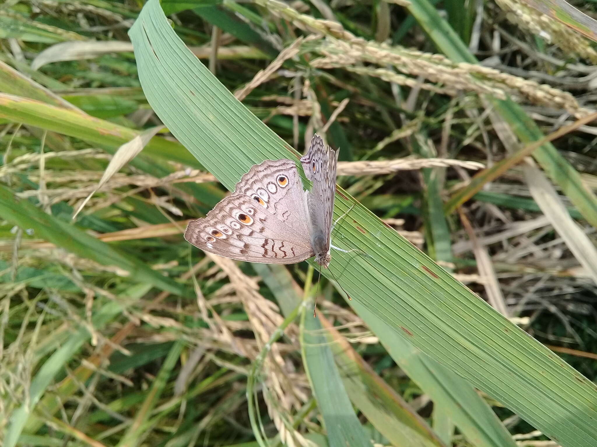 Plancia ëd Junonia atlites Linnaeus 1763