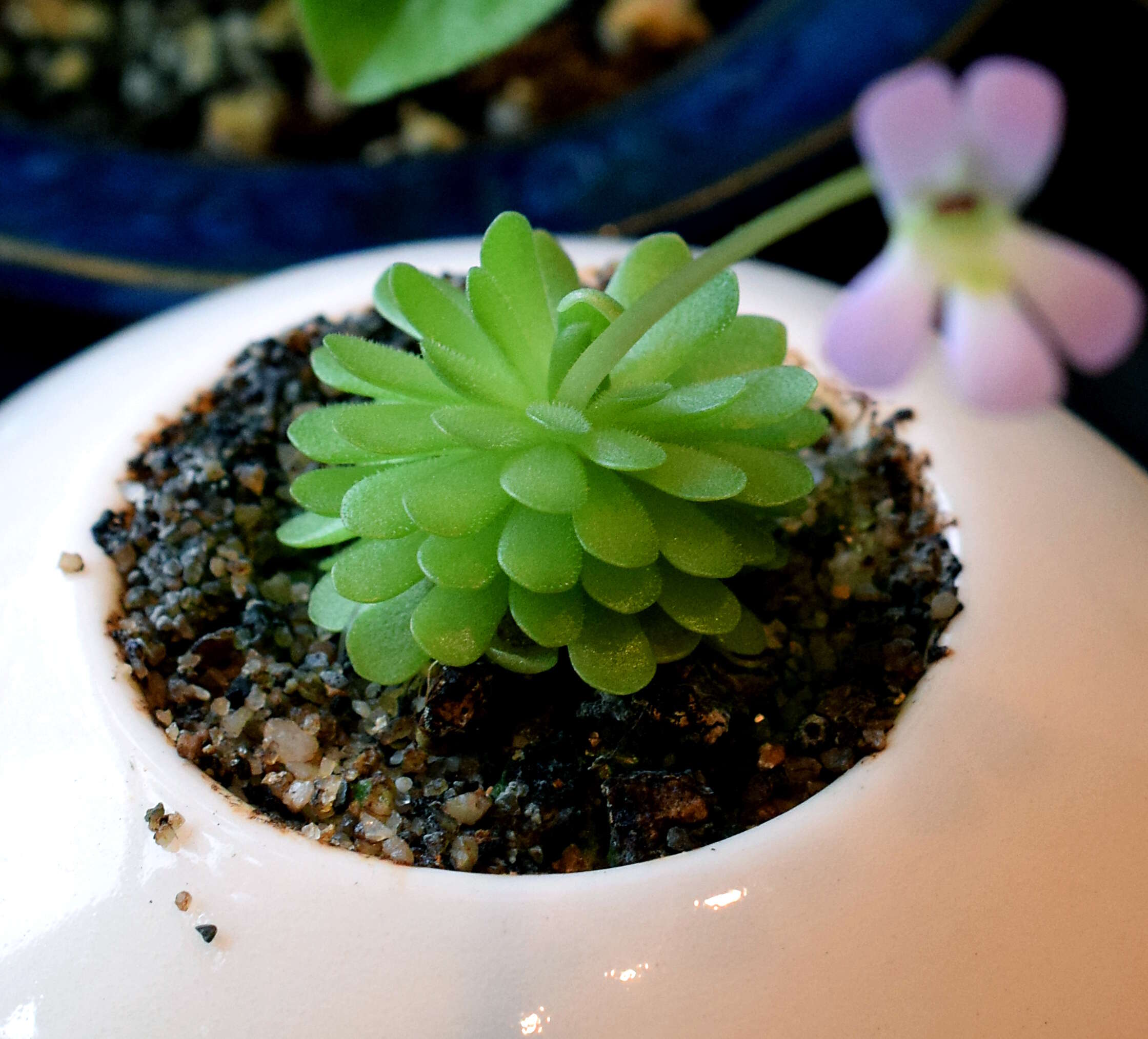 Imagem de Pinguicula esseriana B. Kirchner