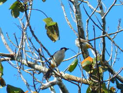 Image of Sooty-headed Bulbul