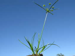 Image of Tall flatsedge