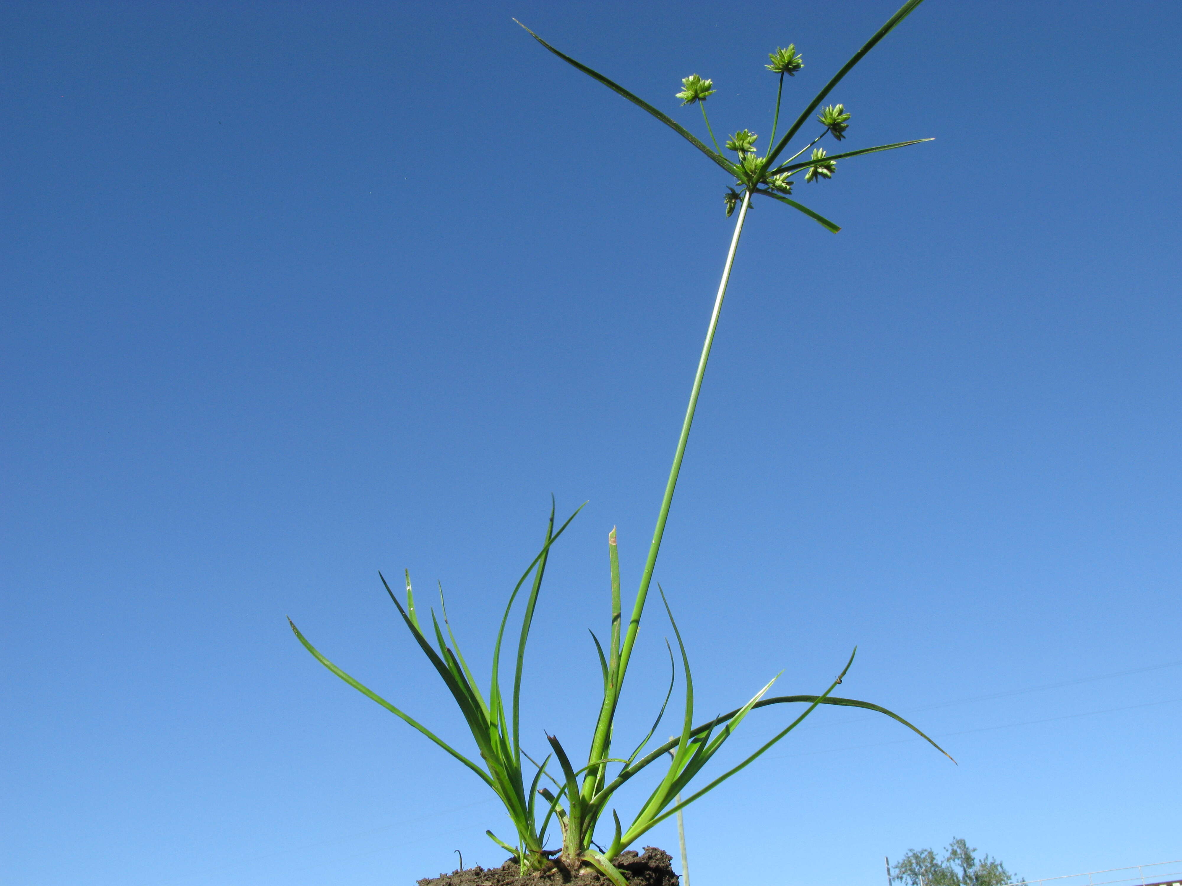 Image of Tall flatsedge