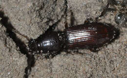 صورة Clivina (Clivina) collaris (Herbst 1784)