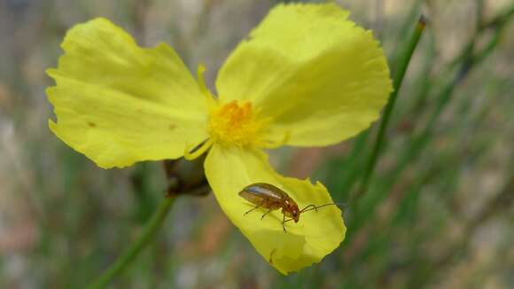 Image de Xyris bracteata R. Br.