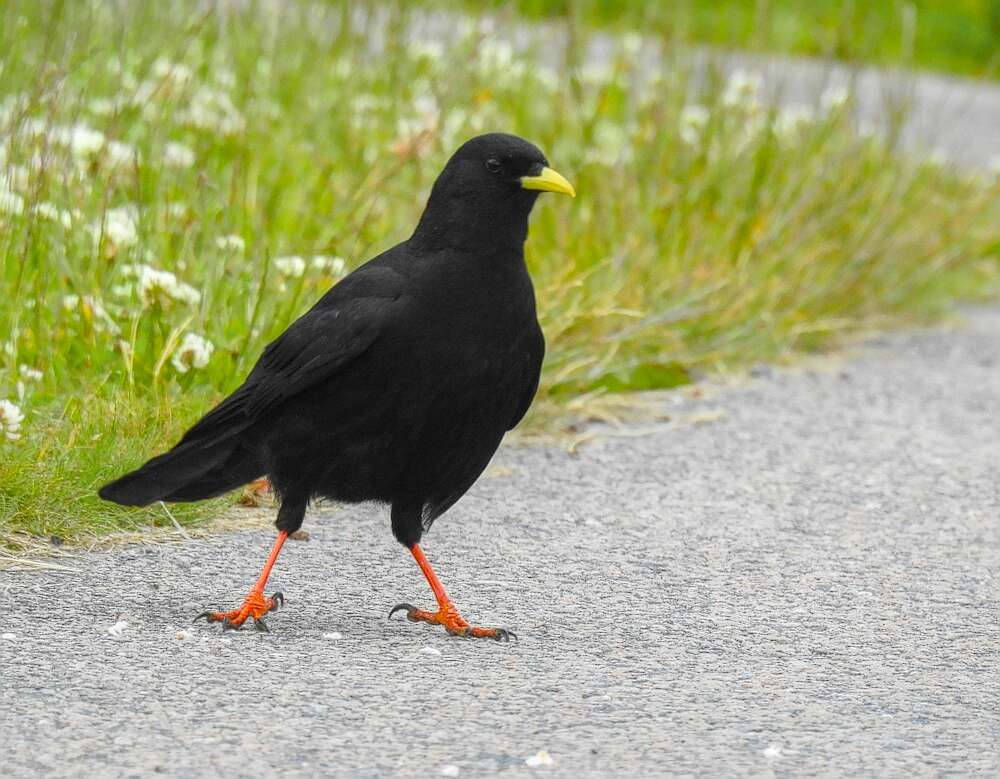 Image of Alpine Chough