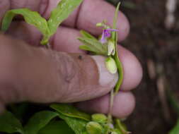 Image of Polygala persicariifolia DC.