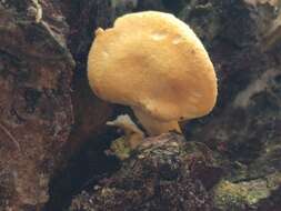 Imagem de Hygrophoropsis aurantiaca (Wulfen) Maire 1921