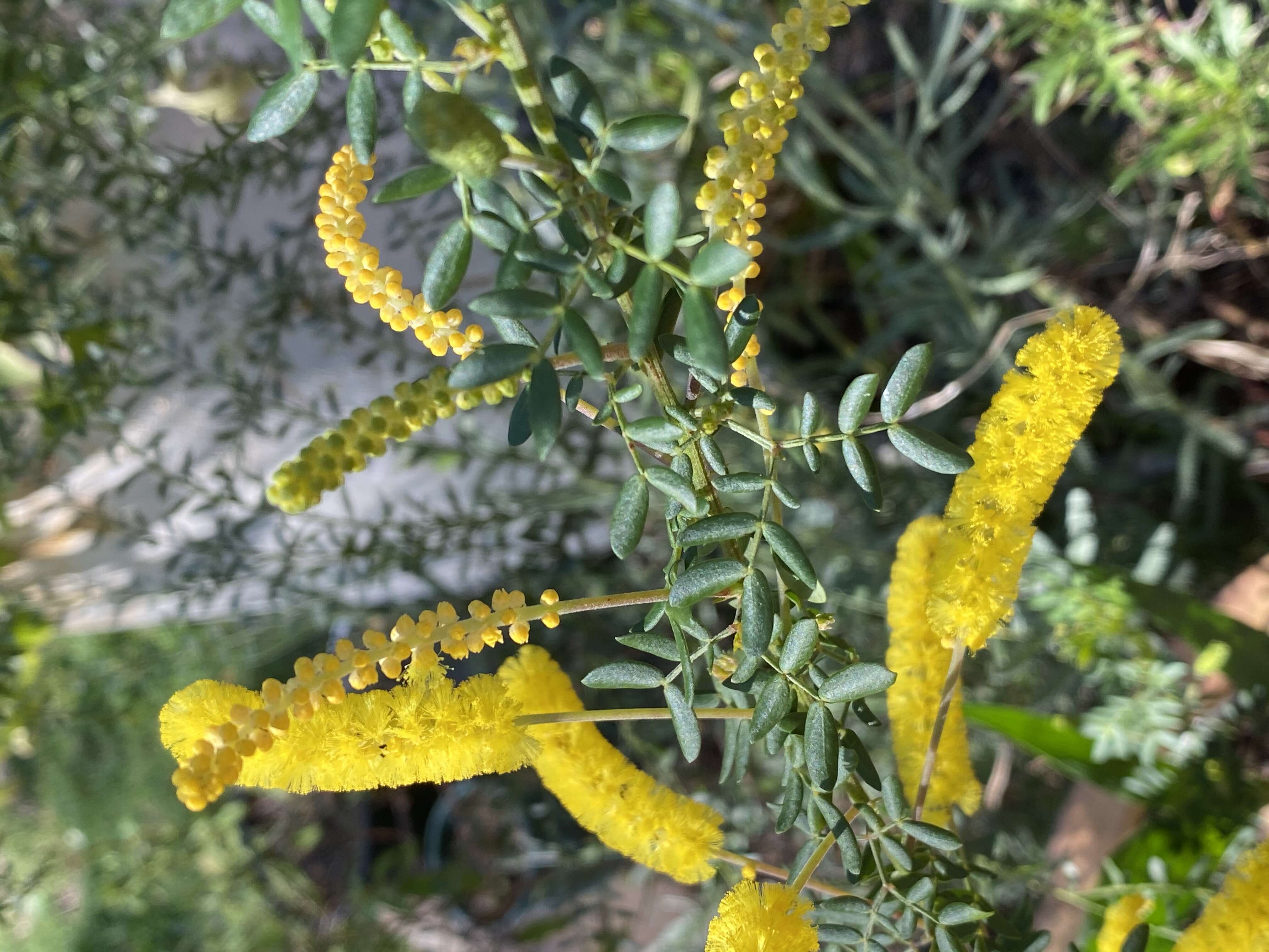 Imagem de Acacia drummondii Lindl.