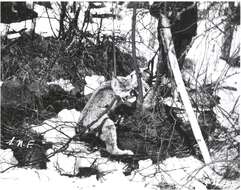 Image of American lynx