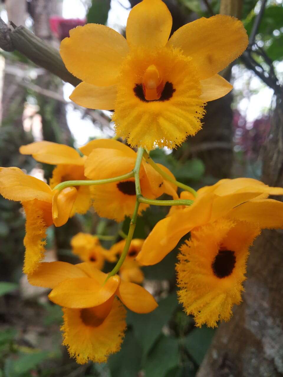 Imagem de Dendrobium fimbriatum Hook.