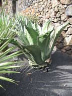 Image of Agave gigantensis Gentry