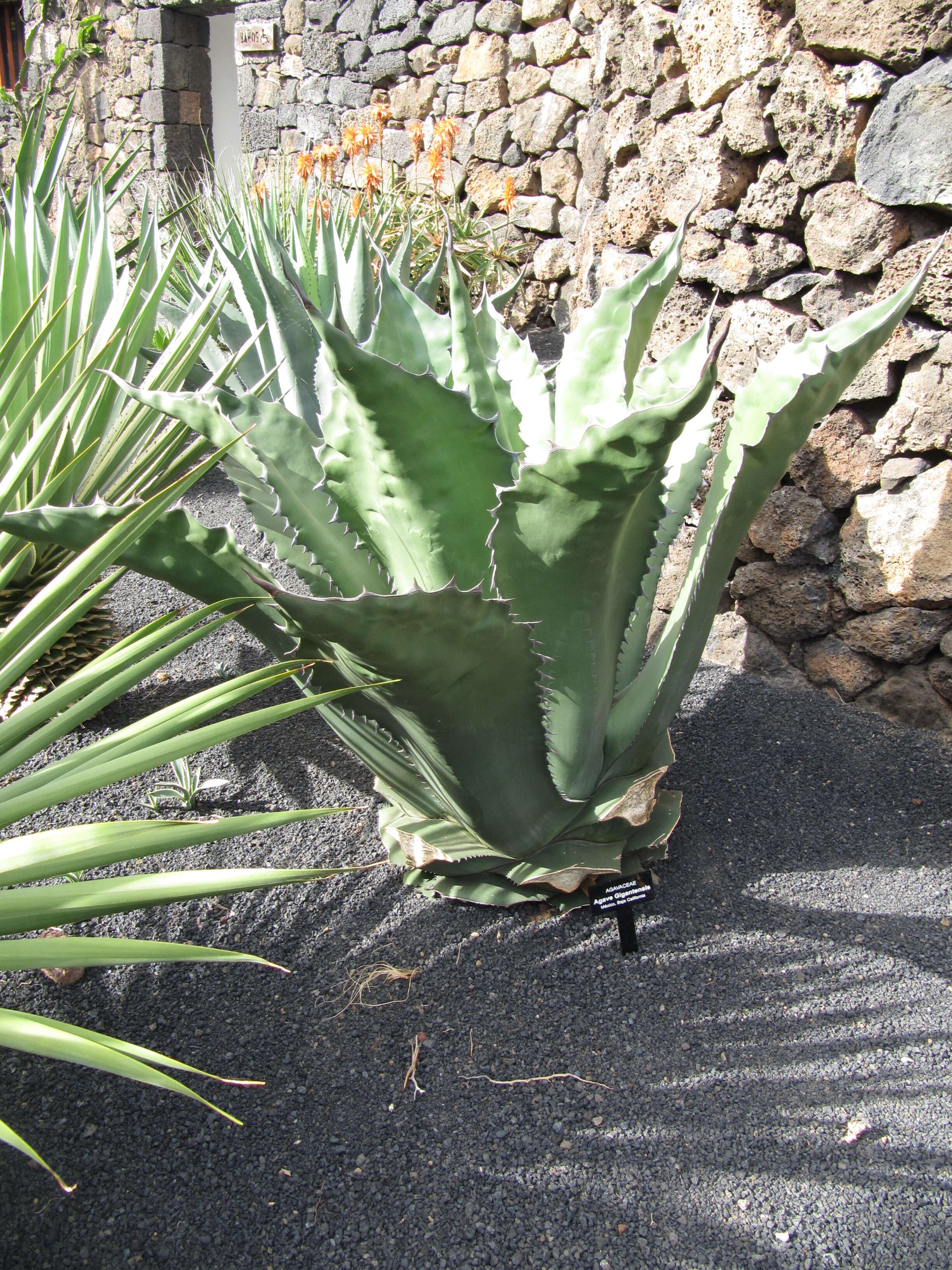 Image of Agave gigantensis Gentry