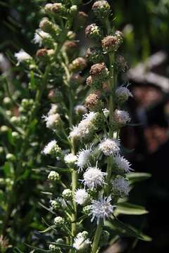 Слика од Liatris scariosa (L.) Willd.