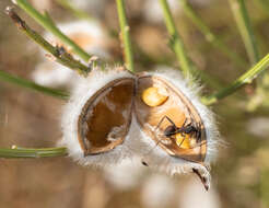 Image of striated broom