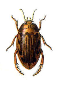 Image of Laccophilus hyalinus (De Geer 1774)