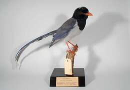 Image of Blue Magpie