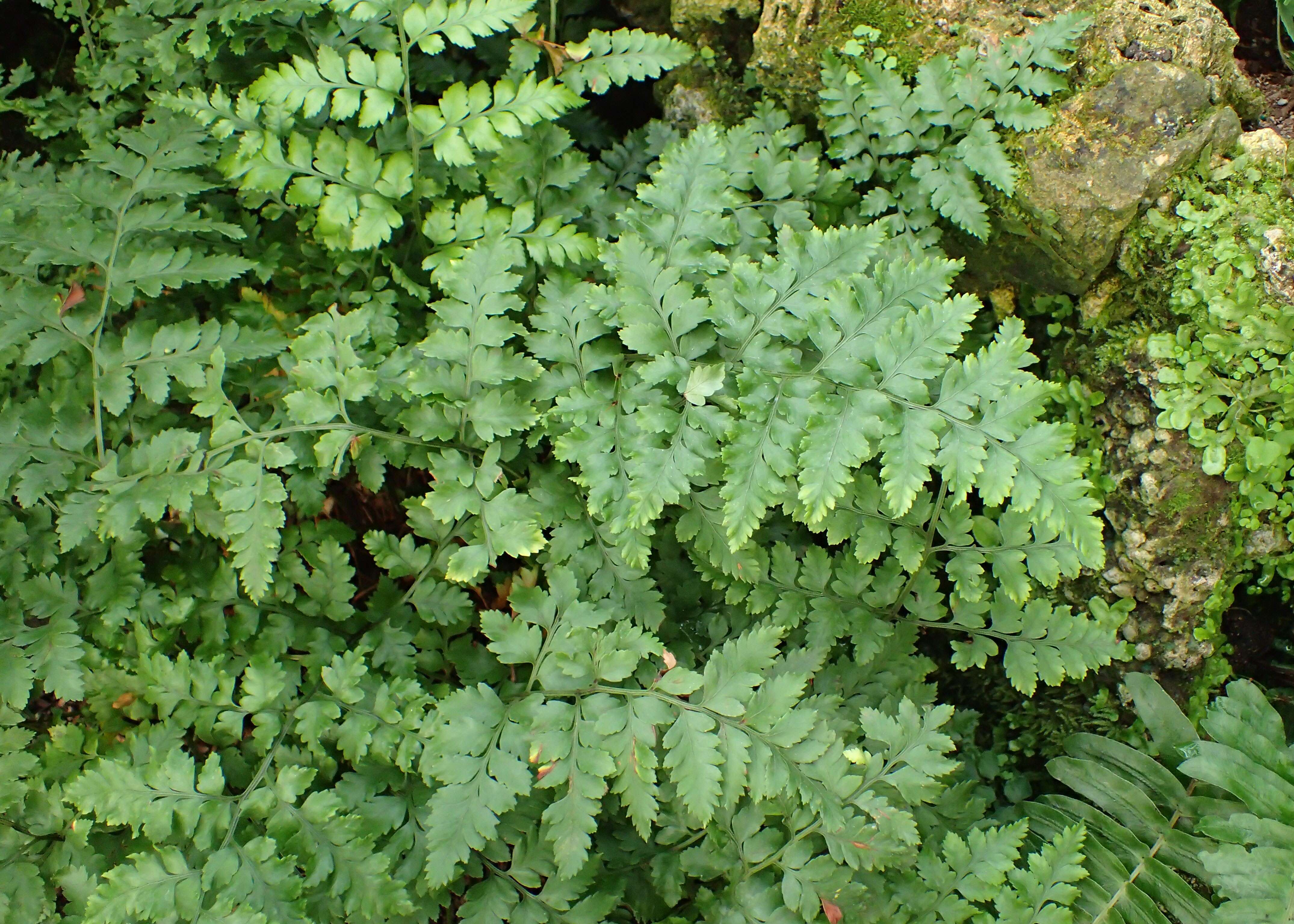 Image of iron fern