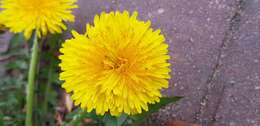 Image of Common Dandelion