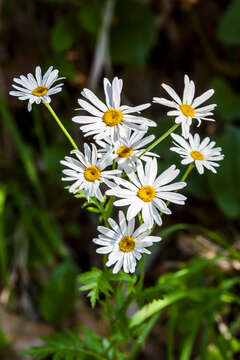 Image of corymbflower tansy