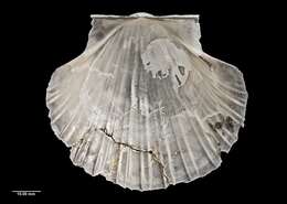 Image of New Zealand scallop