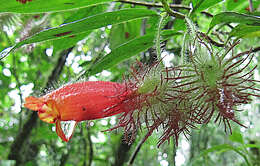 Image of Columnea sanguinolenta (Klotzsch ex Oerst.) Hanst.