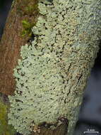 Image of Mustard lichen