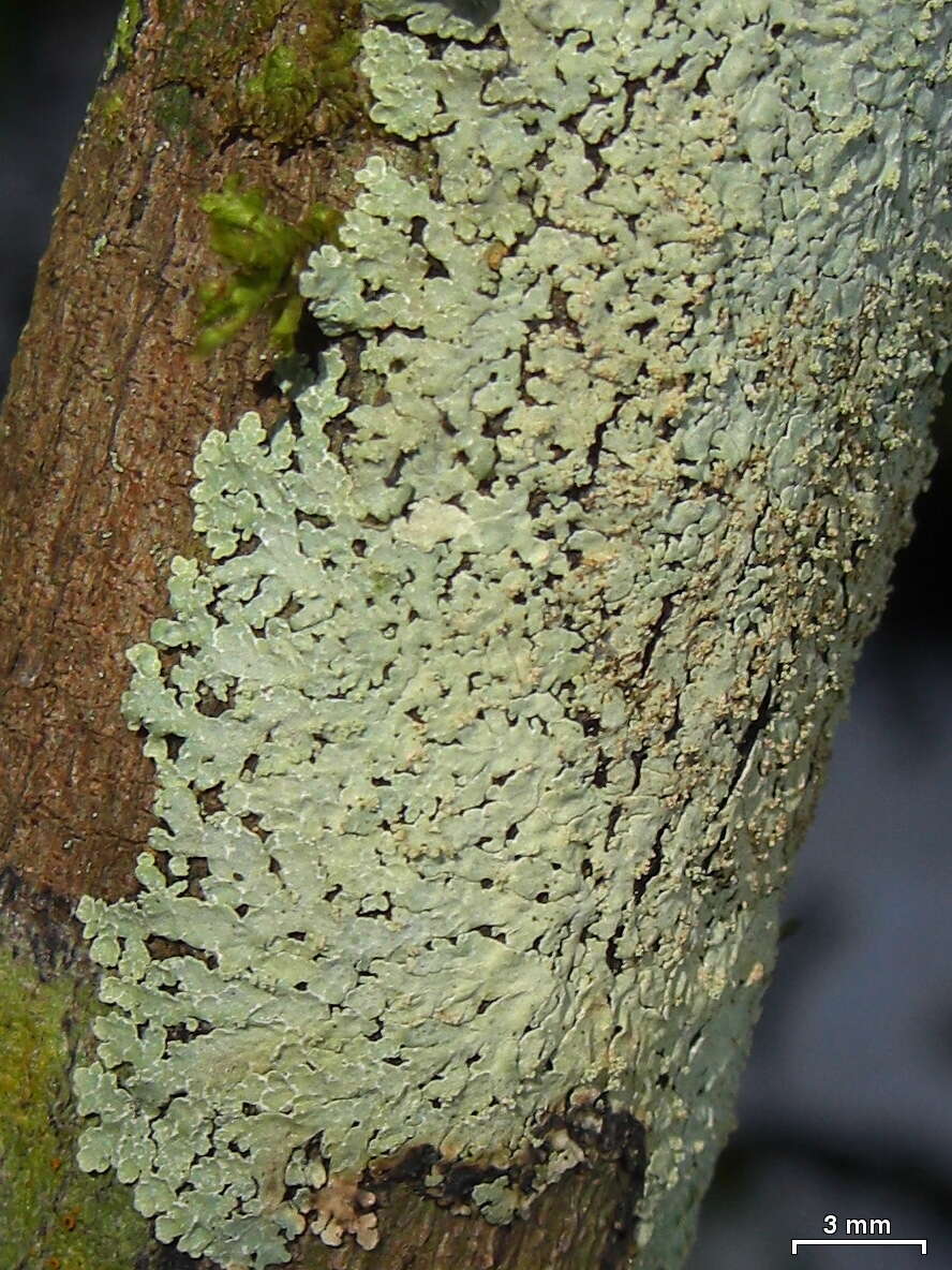 Image of Mustard lichen