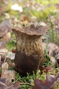 Imagem de Lycoperdon excipuliforme (Scop.) Pers. 1801