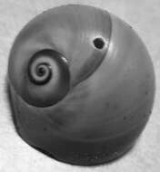 Image of lobed moonsnail