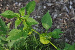 Physalis longifolia Nutt. resmi