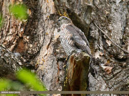 Image of Eurasian Sparrowhawk