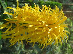 Image of Justicia aurea Schltdl.