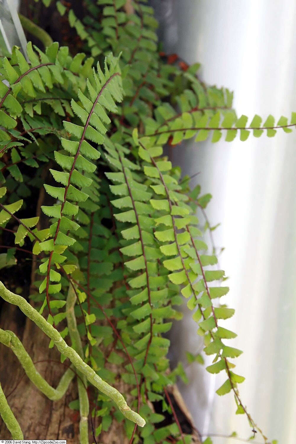 Image of tailed maidenhair