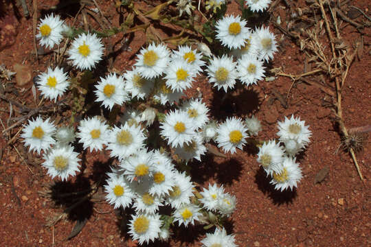 صورة Rhodanthe floribunda (DC.) P. G. Wilson