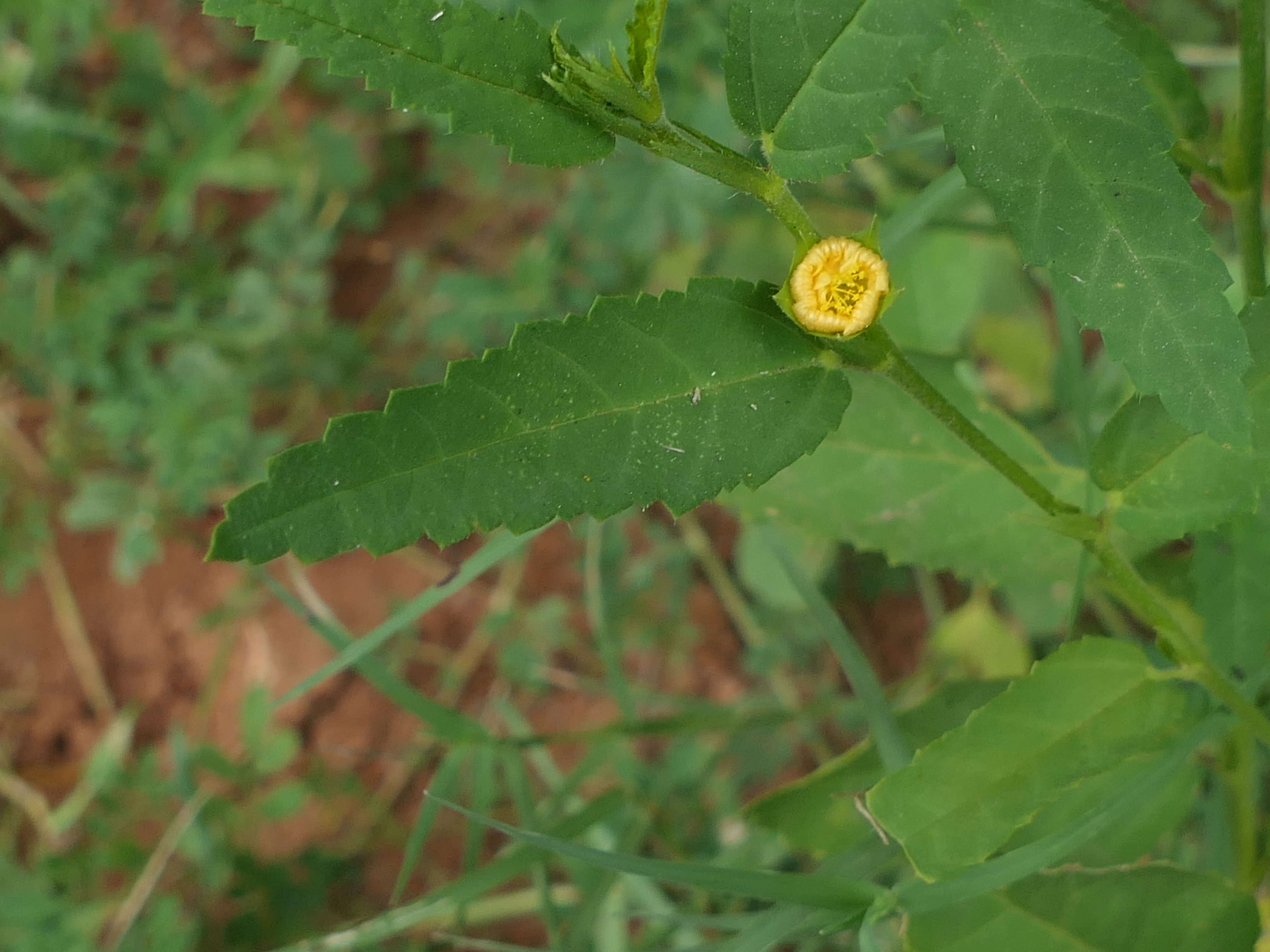 Image of common wireweed