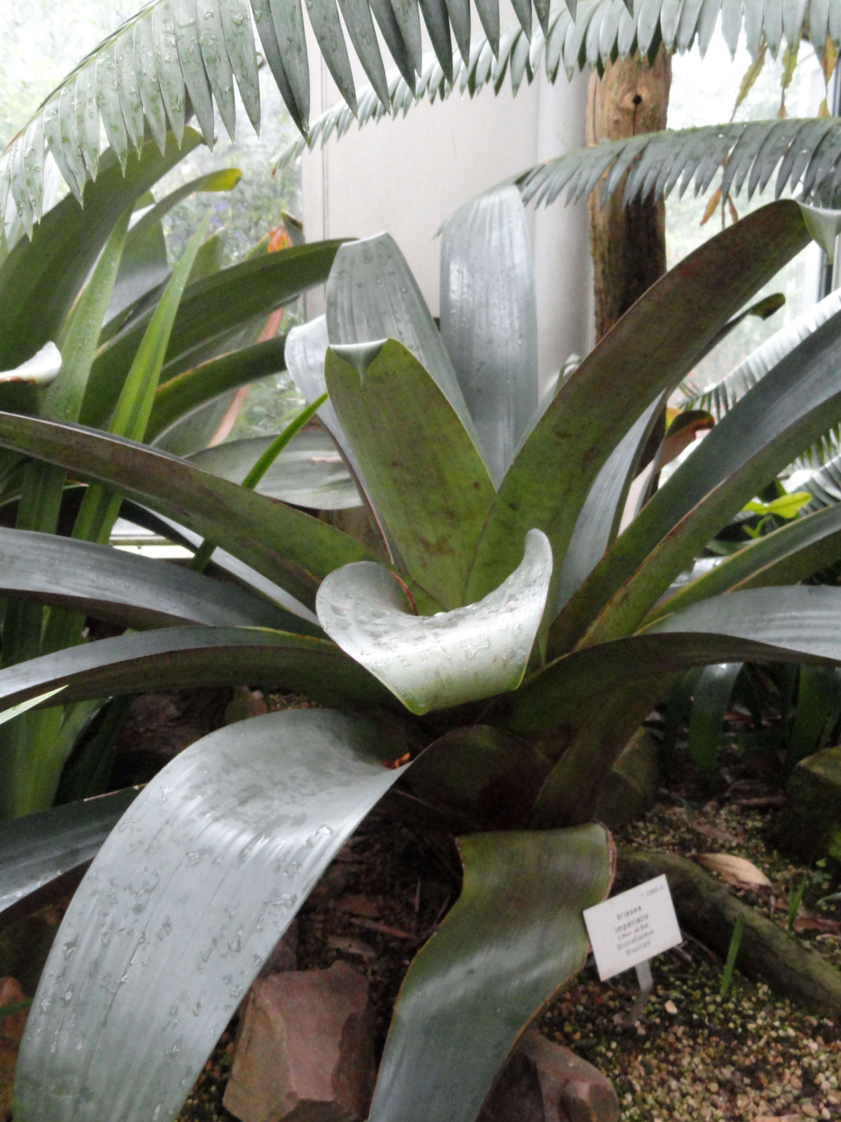 Image of Alcantarea imperialis (Carrière) Harms