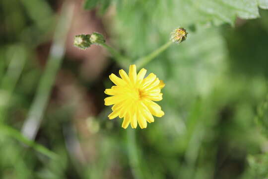 Image of smooth hawksbeard