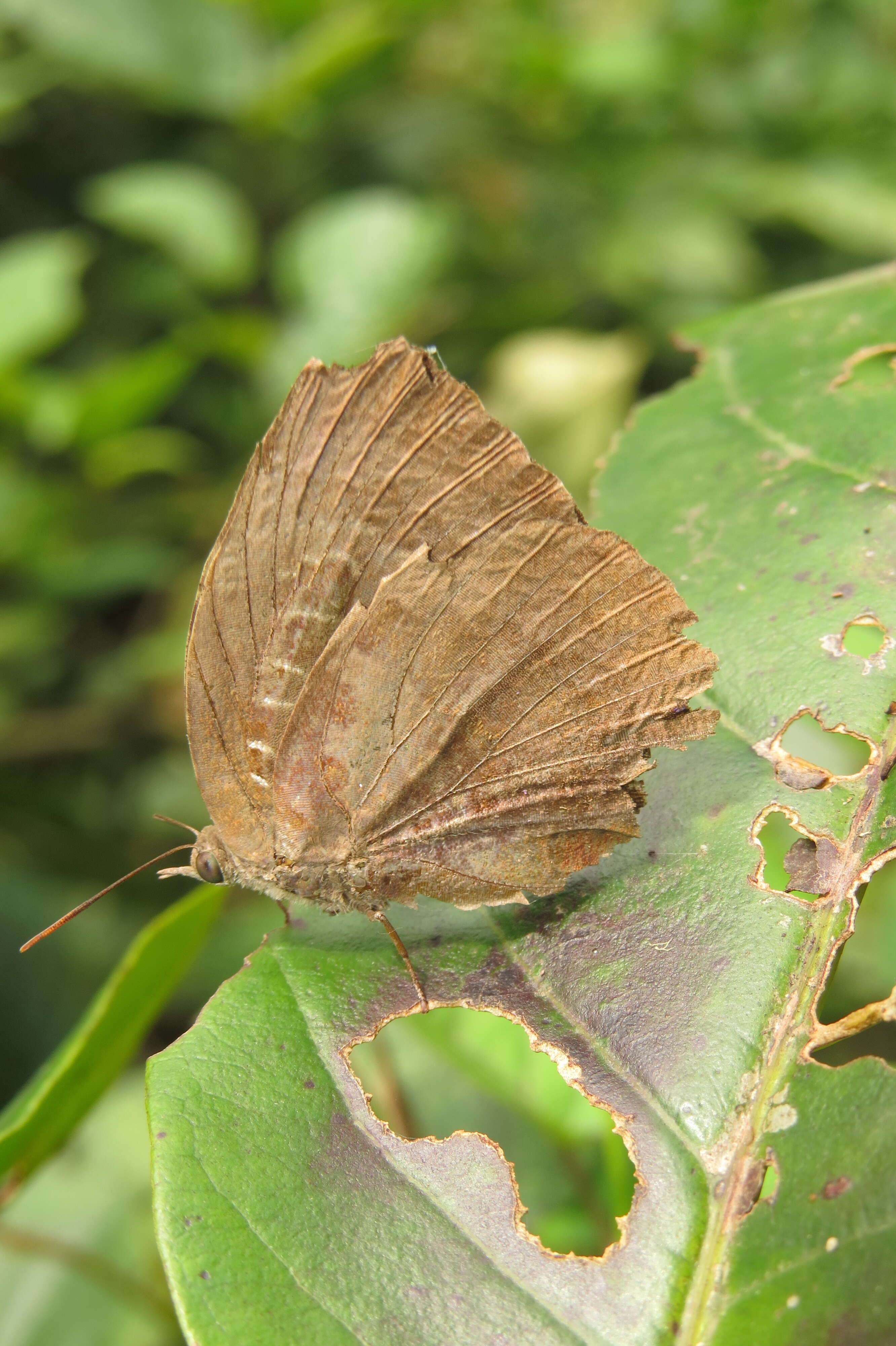 Image of Centaur Oakblue