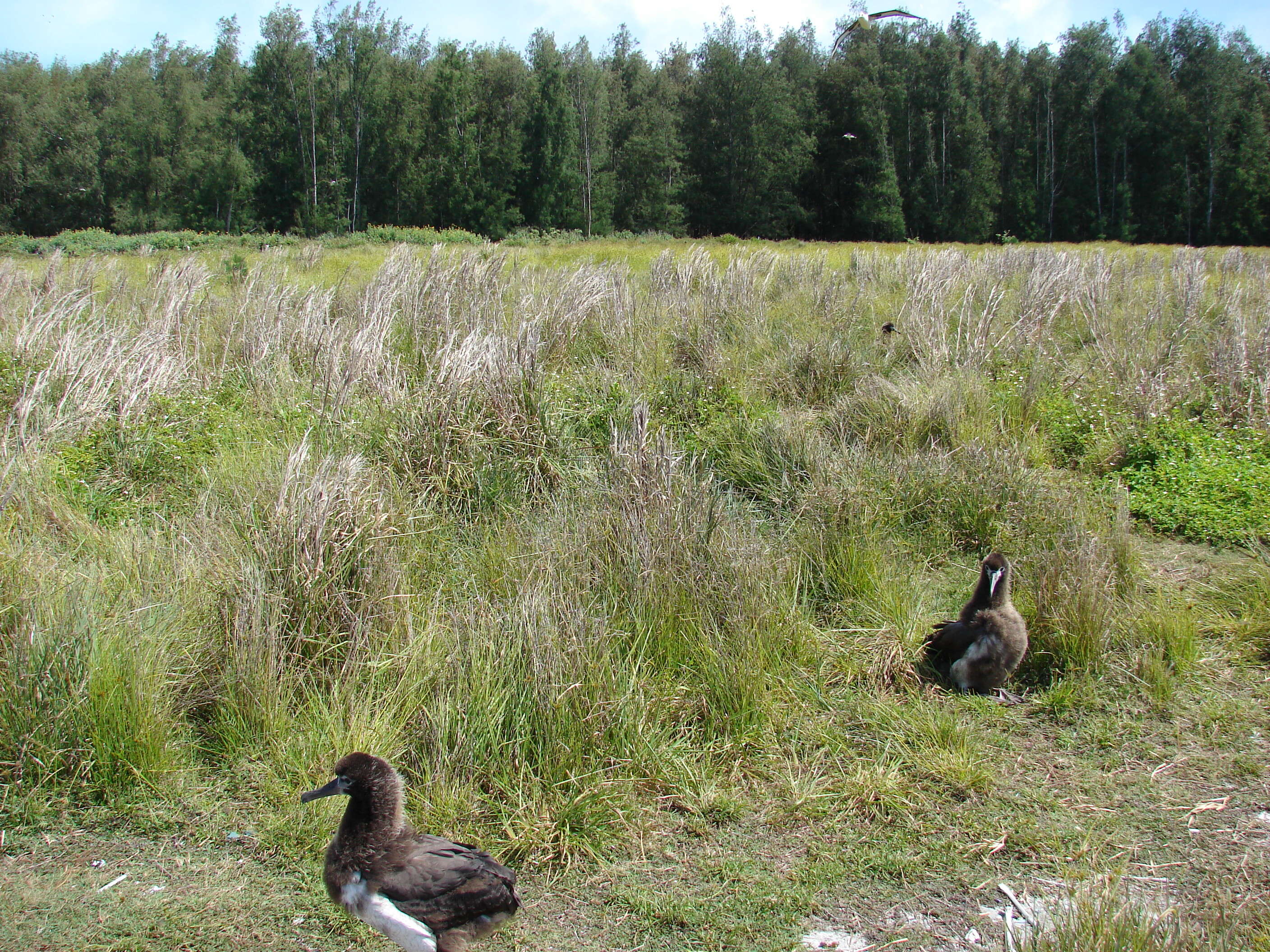 Imagem de Andropogon glomeratus (Walter) Britton, Sterns & Poggenb.