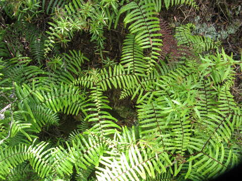 Image of Gleichenia microphylla R. Br.