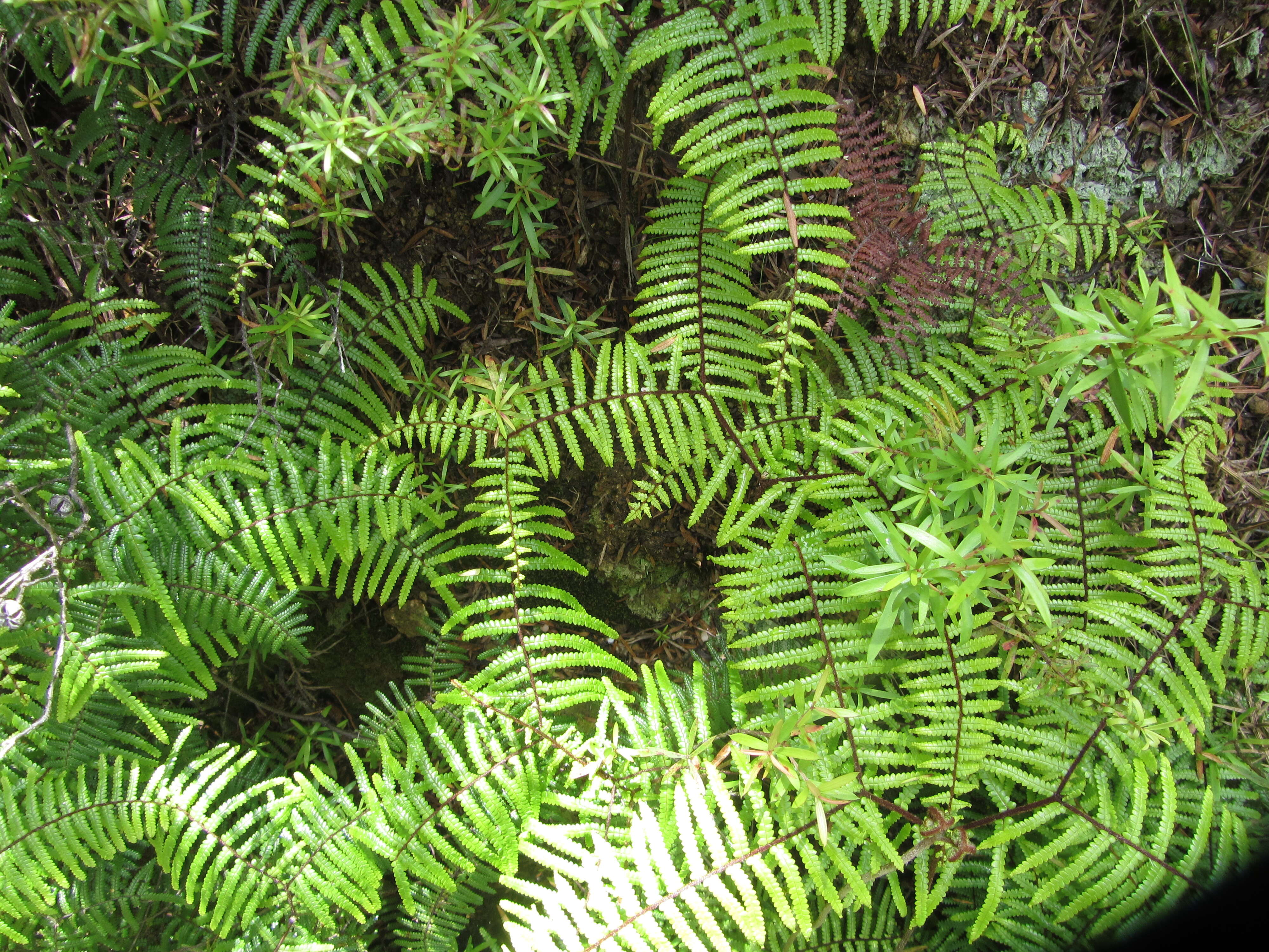 Image of Gleichenia microphylla R. Br.