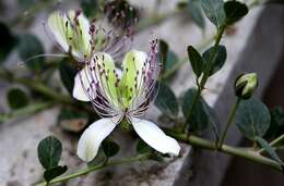 Image of Caper Shrubs