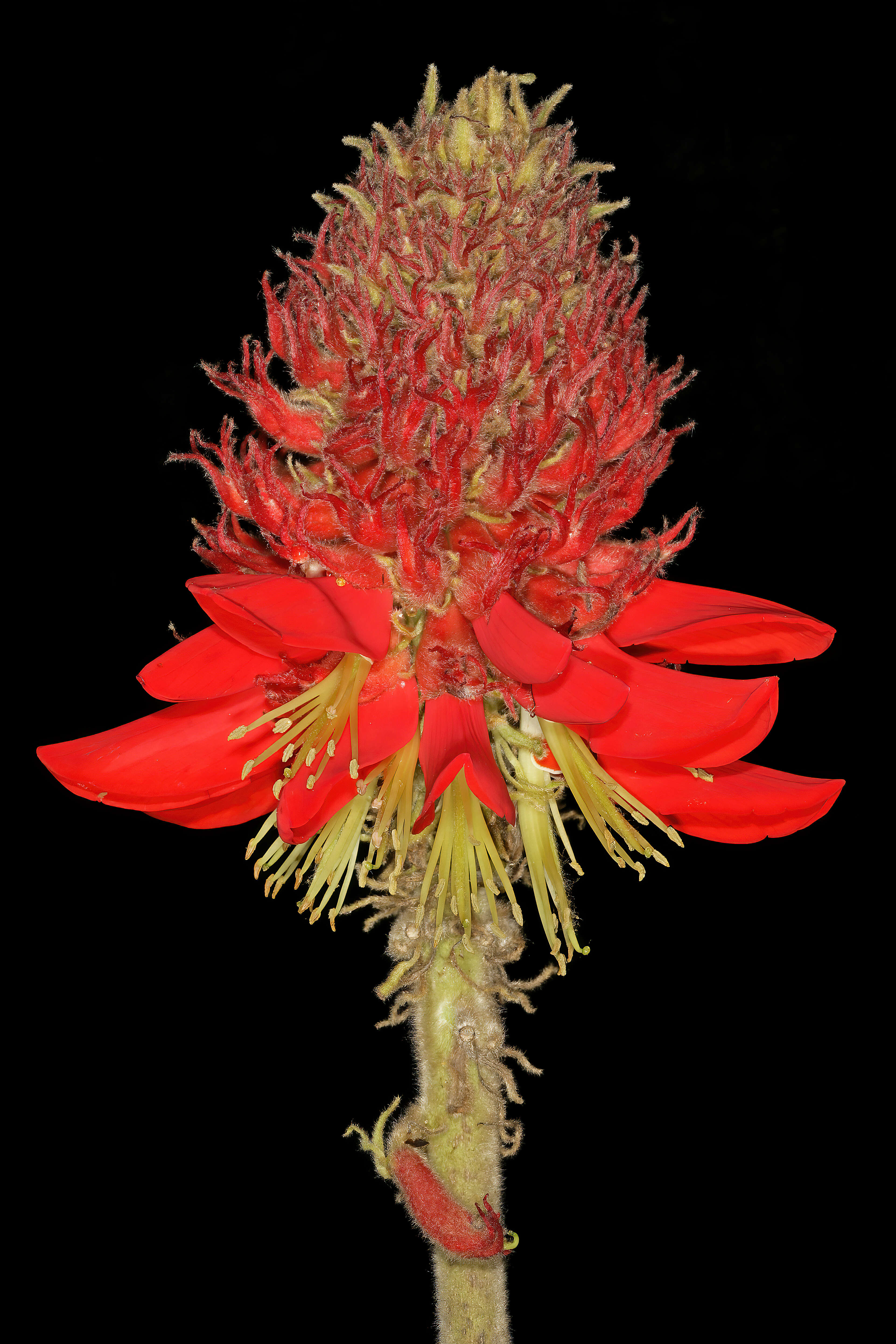 Слика од Erythrina latissima E. Mey.