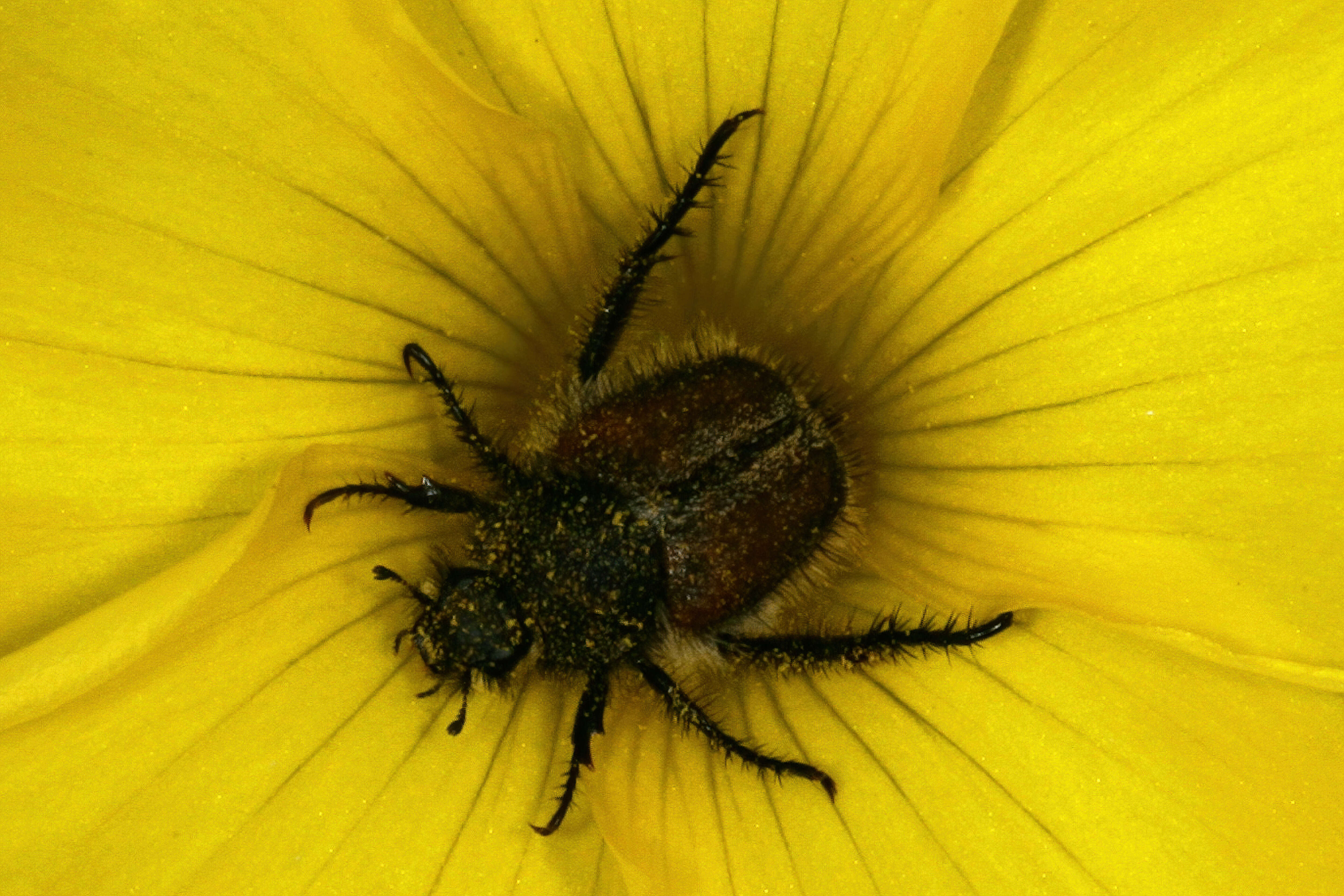 Image of Oxalis luteola Jacq.