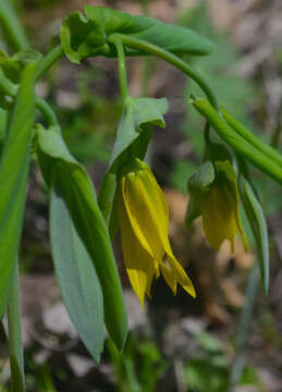 Image of largeflower bellwort