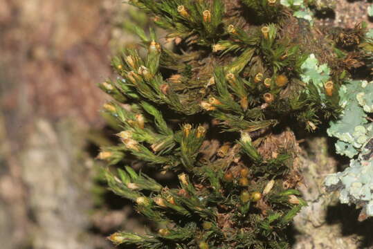 Image of orthotrichum moss