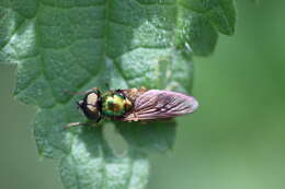 Sivun Chloromyia formosa (Scopoli 1763) kuva