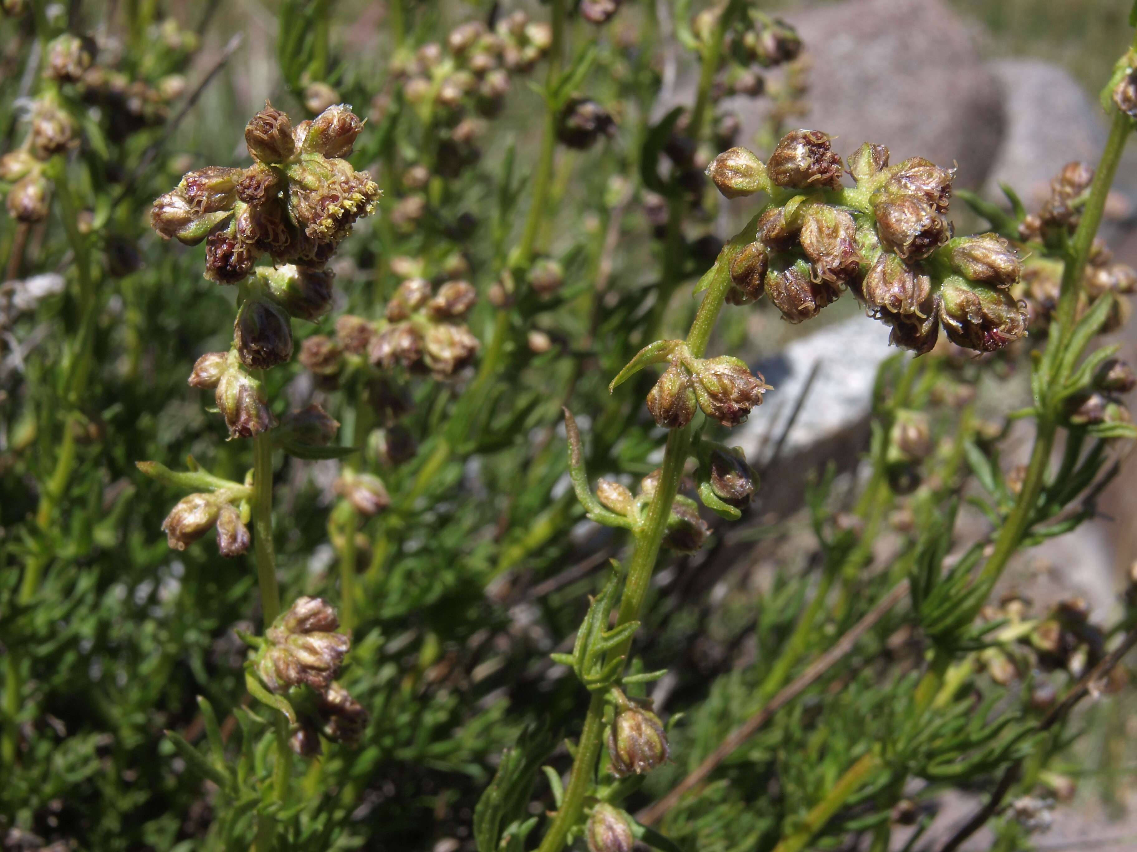 Image of Michaux's wormwood