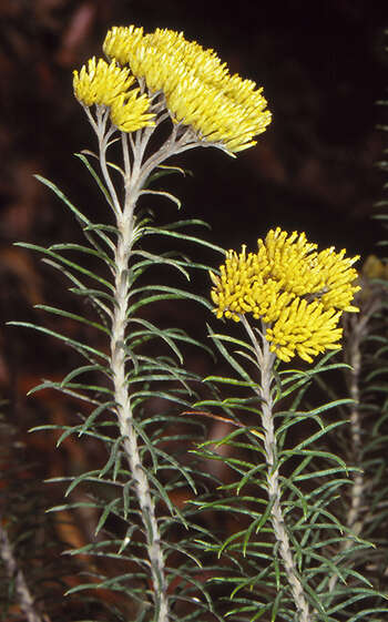 Cassinia cunninghamii DC. resmi